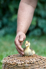 a small domestic duckling and the hand of an adult man nearby