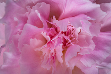 Pink peony petals in bloom close up still abstract textured background