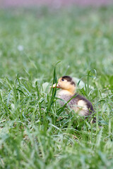 young domestic duckling in green grass