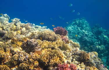 Fototapeta na wymiar Coral Reef and Tropical Fish in Sunlight. Underwater coral reef background. Dive vacation concept 