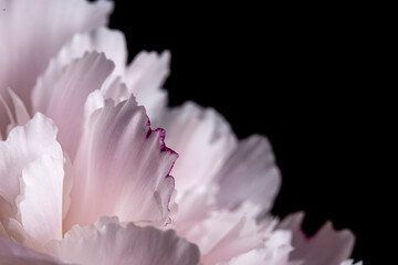 Fototapeta na wymiar Pink peony petals in bloom close up still on a solid black background