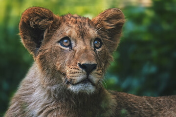 Portrait of cub lion