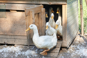 a group of domestic ducks at their house