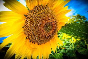 Naklejka premium giant sunflower, closeup