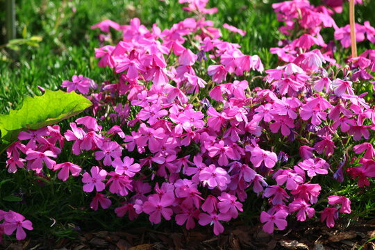 R&oacute;żowe kwiaty floks&oacute;w ((Phlox subulata)