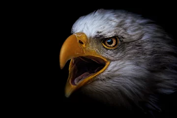 Poster Im Rahmen portrait of a eagle © Sangur