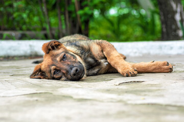 stray puppy lies on pavement