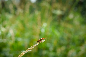 A insect on a branch