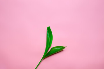 Branch of lillies of the valley leafes in the center of pink isolated background. Top view spring concept. 