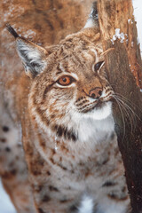 european lynx in the snow