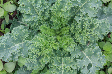 Kale Leaves in Garden