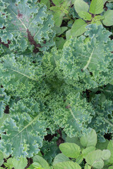 Kale Leaves in Garden