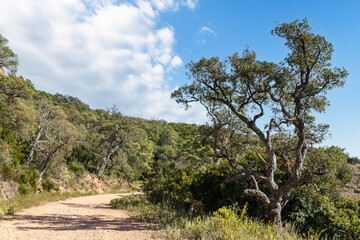 Fototapeta premium Footpath in the mountains in a summer day. Old lonely tree in the foreground. Nature, environment and ecology concept.