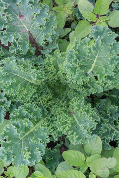Kale Leaves in Garden