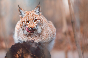 European lynx close up