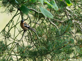 Chaffinch in tree