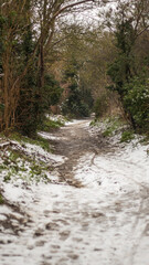 A snowy path through the woods