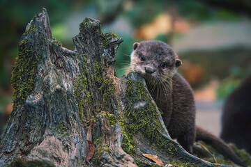 otter on a tree