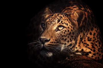 Foto op Plexiglas portret van een ceylon luipaard © Sangur