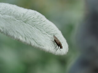 insect on white senecio leaf