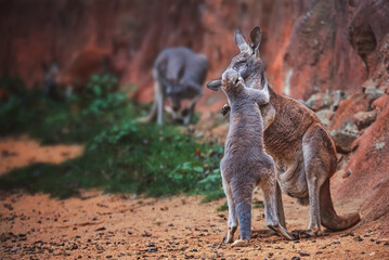 kangaroo with baby