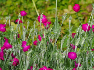 pink lychnis flowers