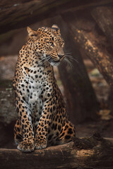 Fototapeta na wymiar ceylon leopard in the zoo
