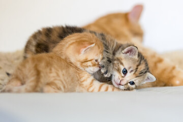 Katzenbabies