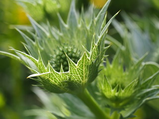 Green erygnium flowers
