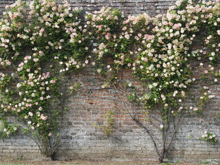 Pink roses growing against a brick wall