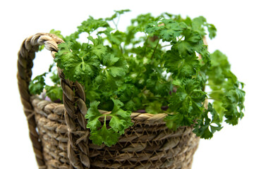 Parsley herb growing in a flower pot, organic food concept. Fresh Parsley isolated on white background. 