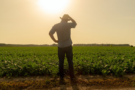 A senior farmer standing in a beet field examines the harvest at sunset on a sunny day. Plantation care idea
