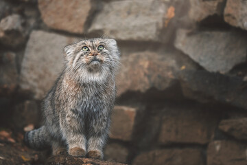 close up of a manul