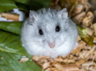 light astounded Djungarian hamster
