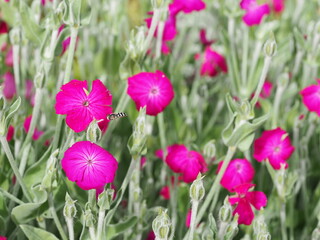 Pink Lychnis flowers