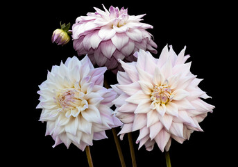 Beautiful flowers, pink dahlias isolated on a black background © britaseifert