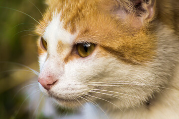 face profile of a ginger cat with a white muzzle © Paulina