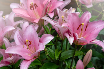 Obraz na płótnie Canvas Beautiful pink lily flowers in the summer garden. Lily Lilium hybrids flower.