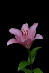 Beautiful pink lily flower, isolated on black background. Lily Lilium hybrids flower.