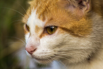 face profile of a ginger cat with a white muzzle