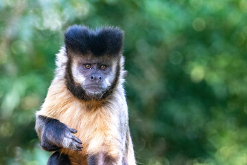 capuchin monkey sitting looking forward in closeup with blurred background.