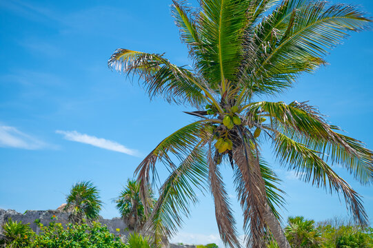 clear cloudless blue sky and a tall coconut tree in the foreground of the photo. There is a lot of greenery in the background. Tropical landscape. High angle view. Focusing on the foreground.