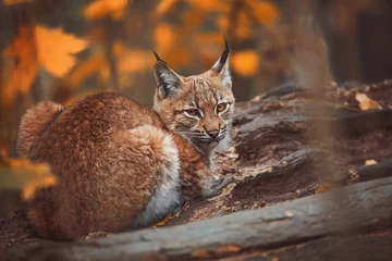 Schilderijen op glas lynx in the forest © Sangur
