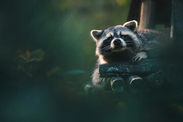 portrait of a raccoon