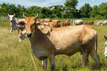 Naklejka na ściany i meble Cow on a green meadow Pasture for cattle, Cow in the countryside outdoors, Cows graze on a green summer meadow in Thailand, Rural landscapes with cows on summer pasture.