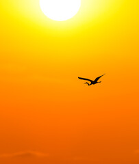Fototapeta na wymiar Beautiful Sunset Bird Inspirational Nature Silhouette