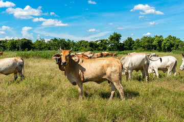 Naklejka na ściany i meble A herd of cows grazing in the meadow in the blue sky.