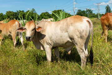 Fototapeta premium Cow on a green meadow Pasture for cattle, Cow in the countryside outdoors, Cows graze on a green summer meadow in Thailand, Rural landscapes with cows on summer pasture.