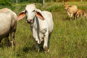 Obraz na płótnie Canvas Cow on a green meadow Pasture for cattle, Cow in the countryside outdoors, Cows graze on a green summer meadow in Thailand, Rural landscapes with cows on summer pasture.