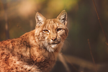 Naklejka na ściany i meble portrait of a european lynx
